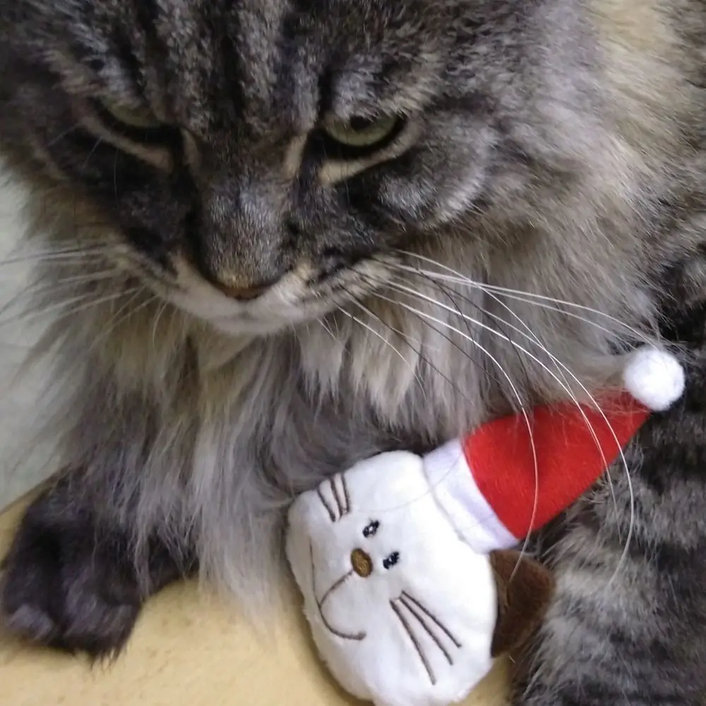 Katze mit weihnachtlichem Katzenspielzeug