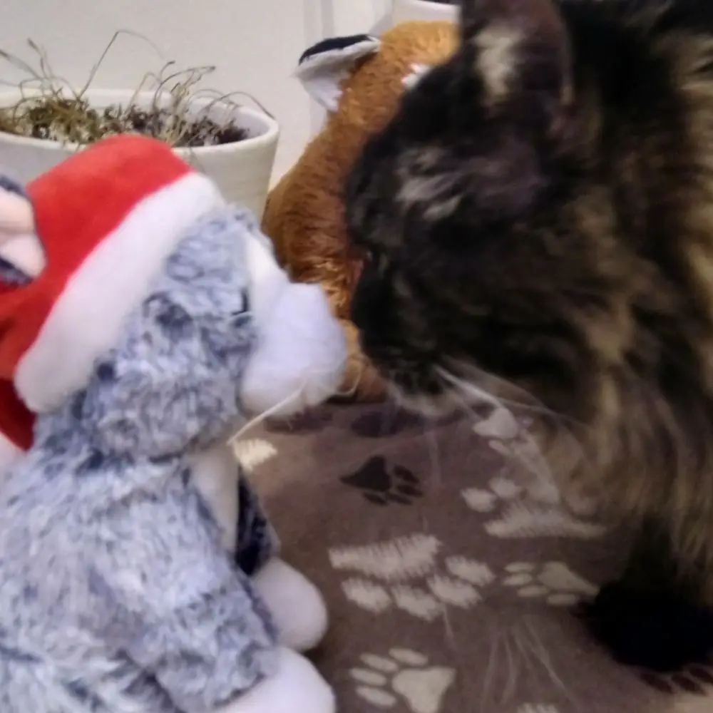 Katze mit weihnachtlichem Stofftier