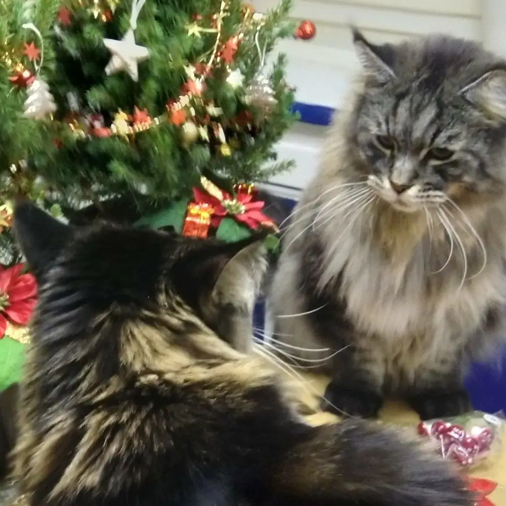 Zwei Katzen mit Weihnachtsbaum