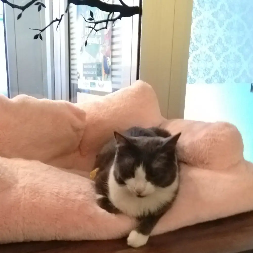 Katze im Katzencafe